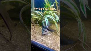 My Angel fish 🐠 died fishaquarium fish angelfish [upl. by Gean288]