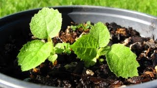 Growing Kiwifruit From Seed  Transplanting [upl. by Collis]