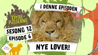 Nye løver til Dyreparken  Dyrepasserne S12 E06 [upl. by Giarla]