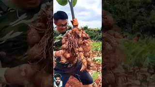 Smart tarike se Arabi ki kheti  farming satisfying agriculture urbangardening shorts 😱🏠🌿🌱🌿🌿🌿🌿🌿 [upl. by Marduk]