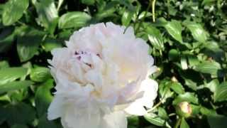 Peony Festiva Maxima  wwwpeonyshopcom [upl. by Strohben]