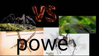 Portia spider vs brazilian wandering spider [upl. by Brandy]