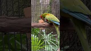 Redfronted macaws These macaws are native to Bolivia and are often found in dry forests [upl. by Sikorski]