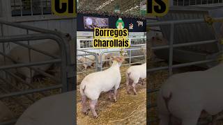 ✅ Borregos Charollais 🐑 🐑ovinos ovejas charollais carnero ovinocultura agro sheep borrego [upl. by Auqemahs]