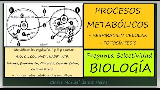 Pregunta Examen SELECTIVIDAD BIOLOGÍA Repaso METABOLISMO Fotosíntesis y Respiración [upl. by Simons766]