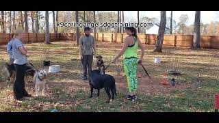 Introducing reactive dogs to other dogs safely with muzzles K9caringangelsdogtrainingcom [upl. by Andromache]