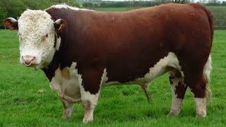 Hereford Beef Cattle  Dependable Heritage Beef [upl. by Gisela]