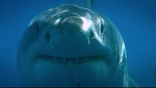 Blue Water White Shark Guadalupe 2008 [upl. by Seif159]