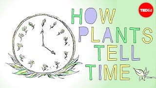 How plants tell time  Dasha Savage [upl. by Francis]