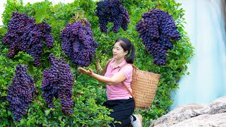 Vietnamese beautiful girl Harvest Grape amp Goes To Market Sell  Harvesting And Cooking [upl. by Aicilef597]