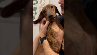 Mini dachshund’s rattlesnake tail 🐍 miniaturedachshund dog dachshund [upl. by Langston]