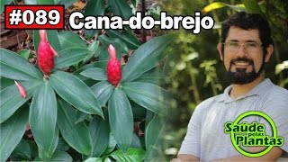 Saúde Pelas Plantas  Cana do Brejo diabetes cistite obesidade hipertensão [upl. by Eicyaj5]