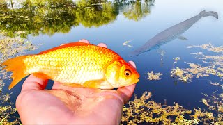 Feeding Goldfish to the Pond Monsters [upl. by Norrek]