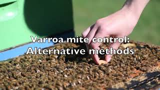 Varroa Mite Control  Alternative Methods [upl. by Elyrpa656]