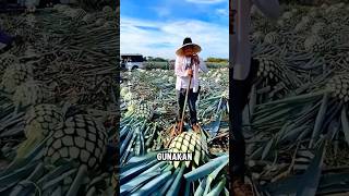 Agave  proses pembuatan TEQUILA [upl. by Dlaniger]