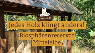 Wie klingt eine Eiche Jede Holzart klingt anders Klangspiel im Biosphärenreservat Mittelelbe [upl. by Tamer973]