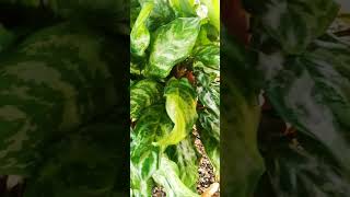 Aglaonema loveforplants nature music [upl. by Henson]