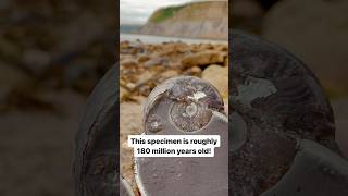 Finding fossils in huge shale slabs minerals paleontology geology jurassic yorkshire [upl. by Chaiken]