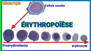 lerythropoïèse [upl. by Tudela]