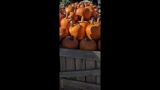 Checkout the Amazing Pumpkin Display At this Farm [upl. by Nylrahc824]