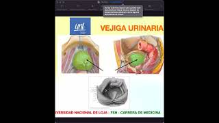 Anatomía de Vejiga [upl. by Reine145]