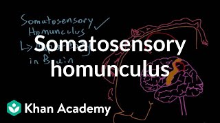 Somatosensory homunculus  Processing the Environment  MCAT  Khan Academy [upl. by Isak]