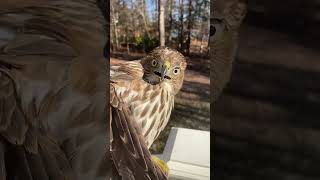 Hawk Makes HILARIOUS Face After Being Rescued Birds Shorts Pets [upl. by Sparky]