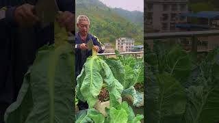 Purple Cauliflower Harvesting cauliflower garden plantingtips harvest rurallife vegetables [upl. by Aihsas]