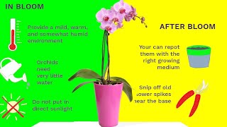 How to Care for Phalaenopsis Orchids After They Bloom orchid care after flowering [upl. by Aitnahc721]