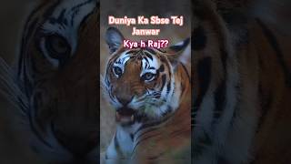 quotDuniya Ka Sabse Tez Janwar  FastestAnimalInTheWorldquot shorts [upl. by Belldame]