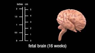 The human brain embryonic fetal and adult [upl. by Swec]