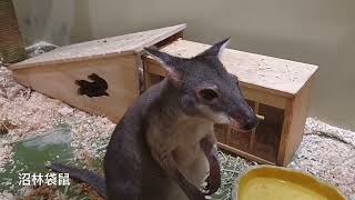 沼林袋鼠，redlegged pademelon Thylogale stigmatica  Dutch Flower Town Shenzhen [upl. by Jet]