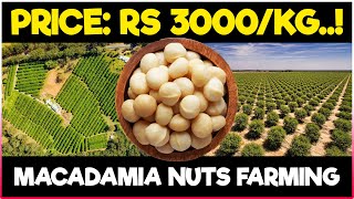 Macadamia Nuts Farming  Planting Care Harvesting Post Harvest Management [upl. by Nosirb182]