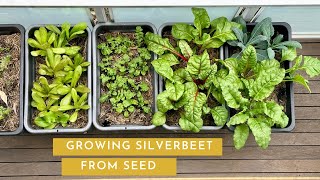 Growing Silverbeet In Brisbane [upl. by Mohun]