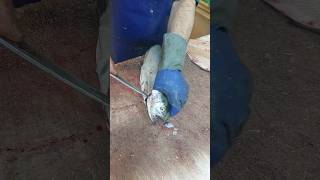 Easy and quick gutting of trout  Easy filleting [upl. by Northey]