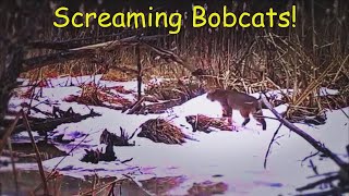 Bobcats Screaming  Bobcat Calling for a Mate  Bobcat Sounds [upl. by Assyn732]