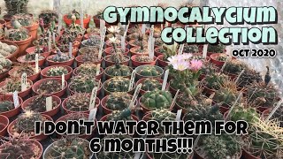 Gymnocalycium Collection Cactus Plant Complete Tour 2020  Oct 1  No watering for 6 months [upl. by Esina]