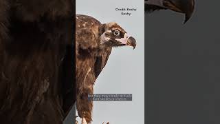 Cinereous Vulture  Species Fact Card [upl. by Downe]