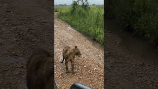 Beautiful Tanzania Mikumi National Park animals wildlife lion [upl. by Narat752]