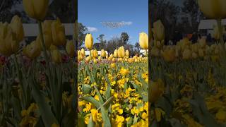 Floriade 2024 exceeded expectations amp was worth the day trip ☺️ tulips australia spring [upl. by Oilime24]