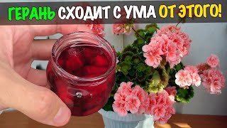 Герань с Роду Так Не Цвела Бабушкин Рецепт Подкормки для Пышного Цветения Всех Цветов [upl. by Epstein]