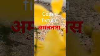 shorts अमलतास के फायदे।benefits of amaltas golden shower tree shortsvidio cassiafistula [upl. by Tenney]