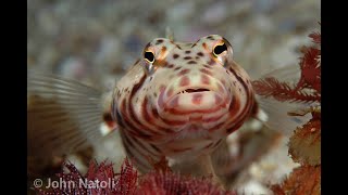 Whitestreak Grubfish  Parapercis stricticeps [upl. by Hatch]