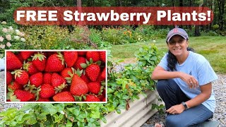 Get Free Strawberry Plants From Runners [upl. by Bryce418]