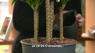 DRACAENA COMPACTA BİTKİ BAKIMI [upl. by Romina]