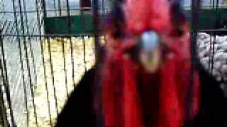 Big Red Roosters Crowing [upl. by Reeher]