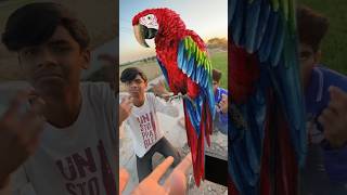 Red Macaw Parrot Chori Ho Gaya [upl. by Hubsher]