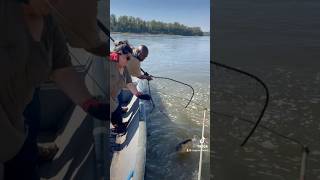 midwest fishing missouri catfish ytviral yt fish bankpole bigcat ytshortsvideo [upl. by Loziram623]