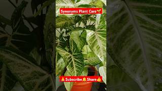 Syngonium Care🌱 shorts viralvideo gardening plantcare indoorplanting syngonium houseplants [upl. by Aymer97]