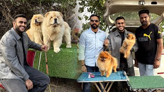 Punjab’s Biggest Dog show 😱 Patiala Dog show 2024 [upl. by Angy]